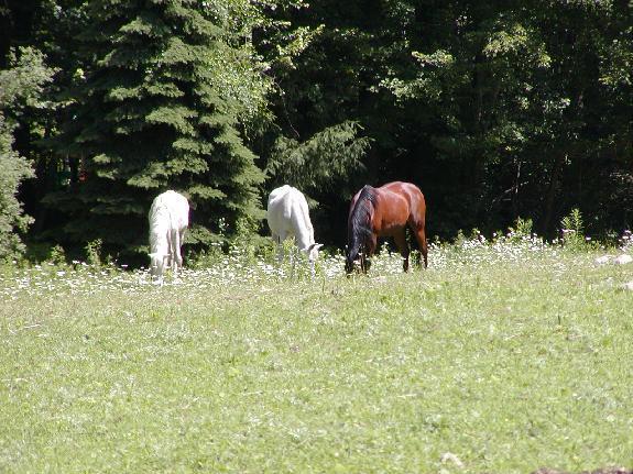 Arabian Horse Inn Sudbury Εξωτερικό φωτογραφία