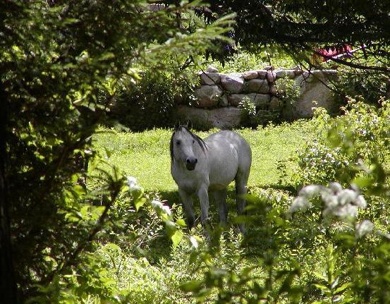 Arabian Horse Inn Sudbury Εξωτερικό φωτογραφία
