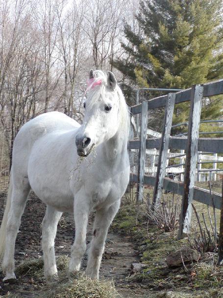 Arabian Horse Inn Sudbury Εξωτερικό φωτογραφία